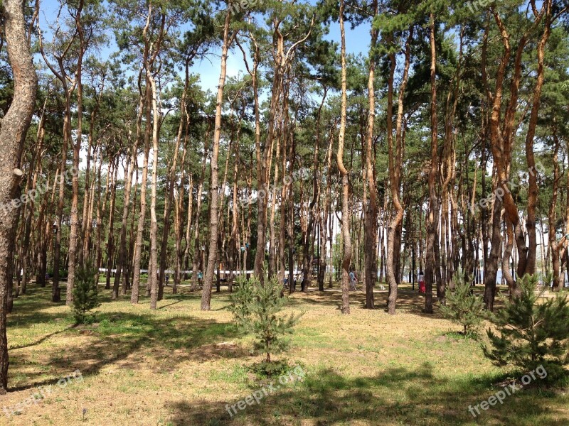 Forest Pine Trees Needles Russia