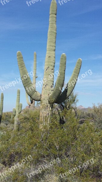 Arizona Saguaro Cactus Desert Dry