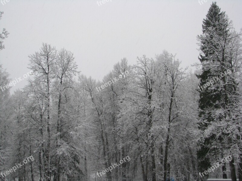 The First Snow The Beginning Of Winter Forest Trees Nature