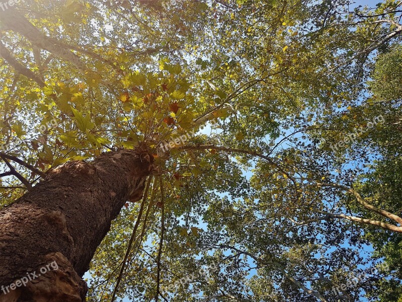 Tree Branch Leaves Autumn Honaz