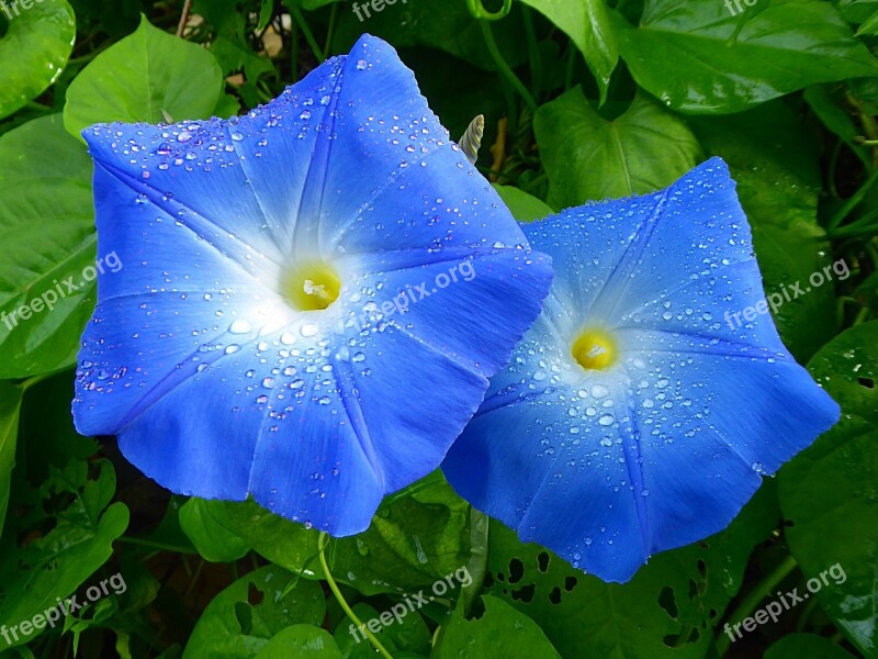 Flower Blue Morning Glory Summer Free Photos