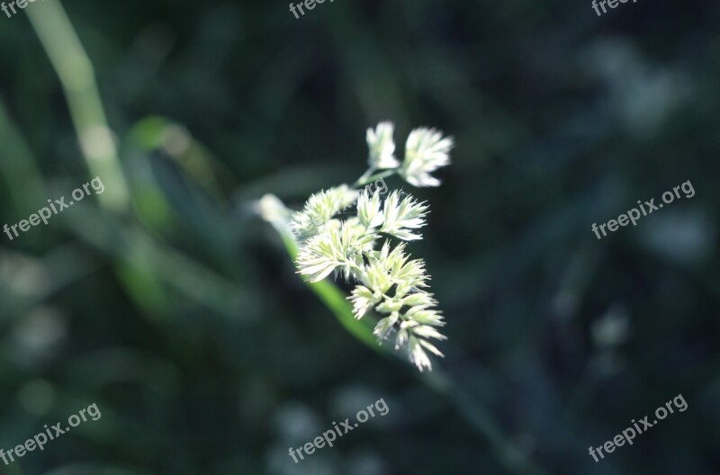 Weed Green Light Natural The Morning