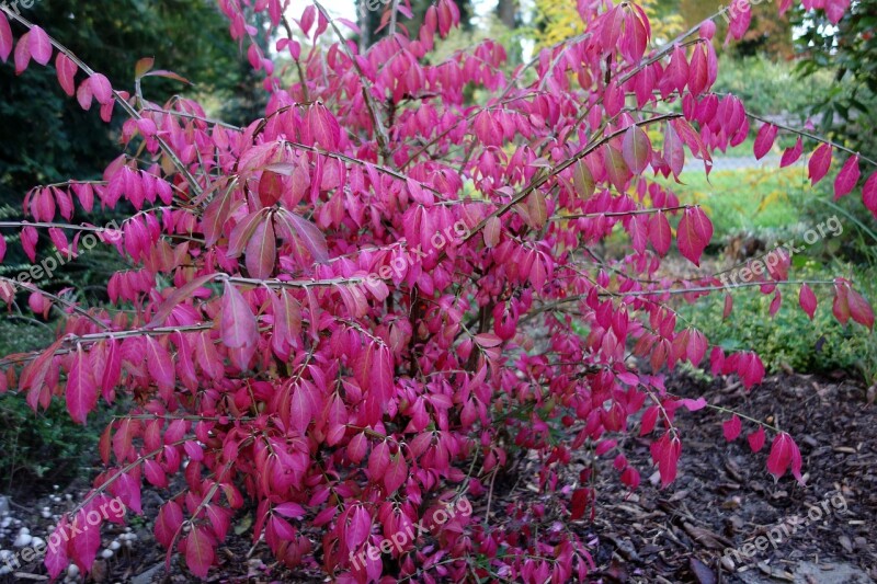 Euonymus Alatus Euonymos Fall Foliage Bush Garden