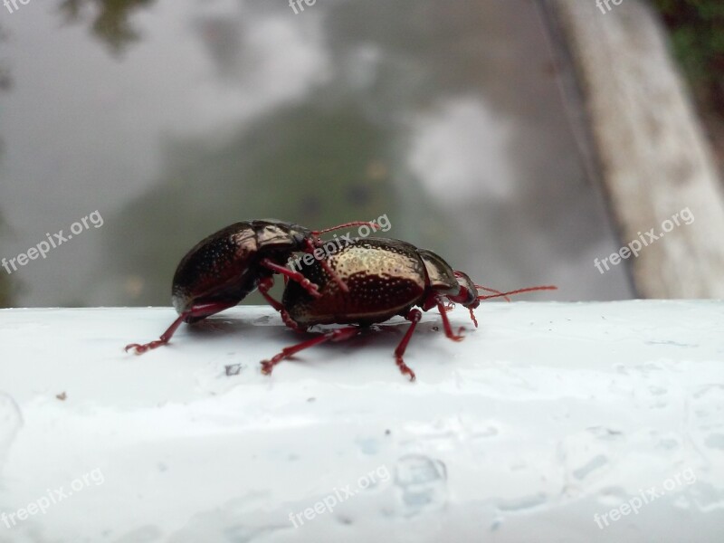 Insect Beetle Black Beetle Arthropod Free Photos