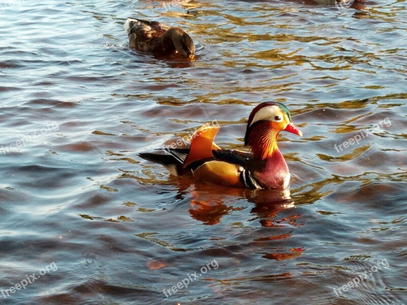 Mandarin Duck Waterfowl Colorful Beautiful Duck