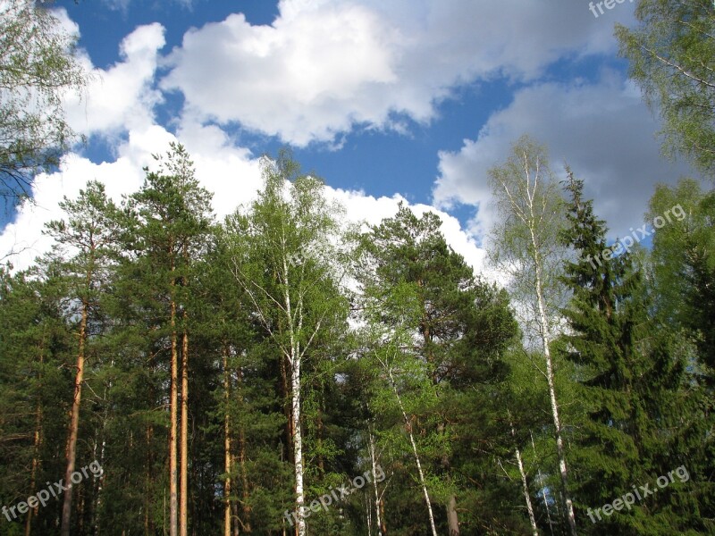 Spring Blue Sky Clouds Landscape Forest