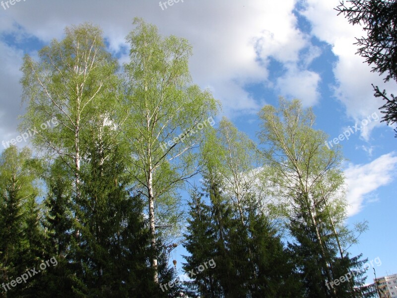 Spring Blue Sky Clouds Landscape Forest