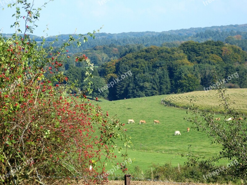 Nature Forest Landscape Forests Green