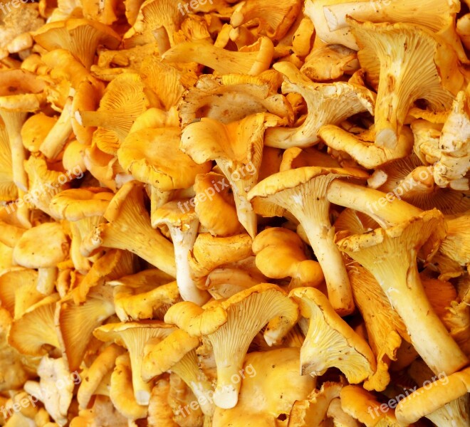 Chanterelles Mushrooms Edible Food Market