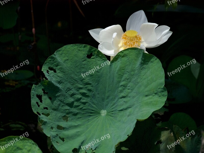 Lotus Lotus White Bua Ban Free Photos