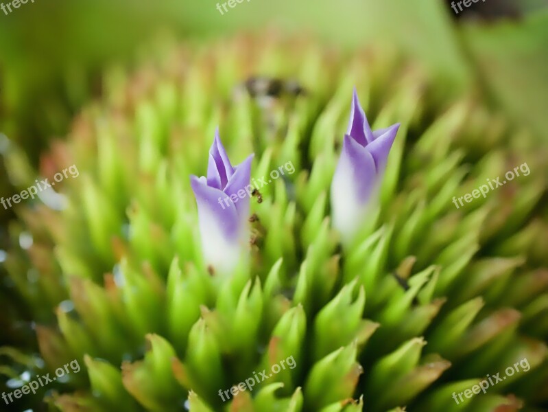 Flowers Nature The Small Flowers Free Photos