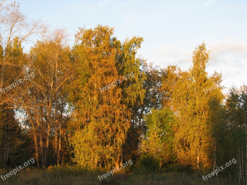 Golden Autumn Silence Blue Sky Autumn Landscape