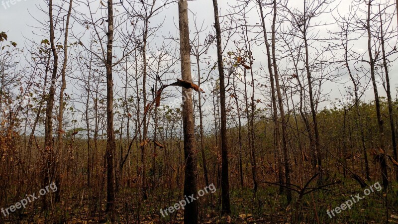 Dry Forest Burning Forest Ecosystem Java Forest