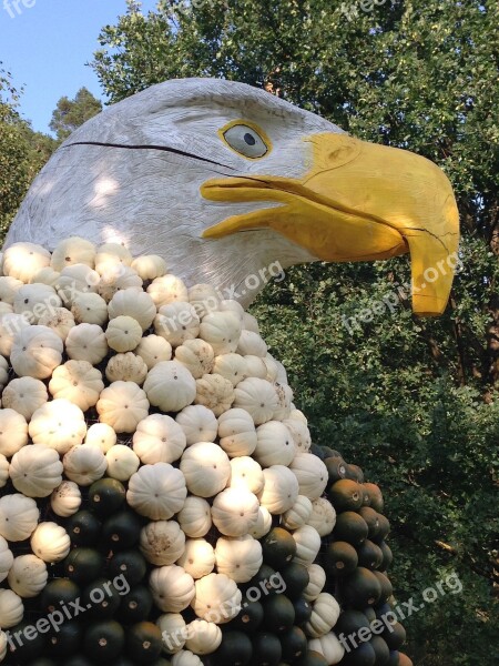 Eagle Pumpkin Fall Bird October