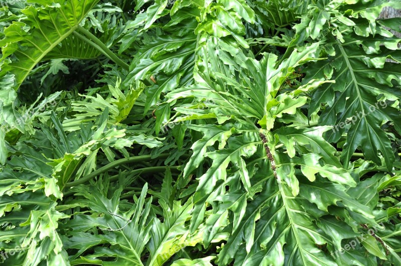 Tropical Leaf Leaves Plant Green