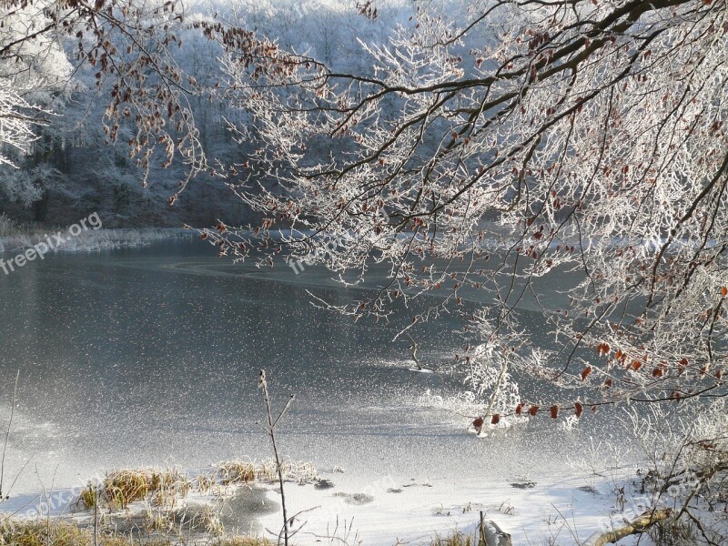 Ripe Frosted Trees Frosted Branches Frozen Lake Ice Rink