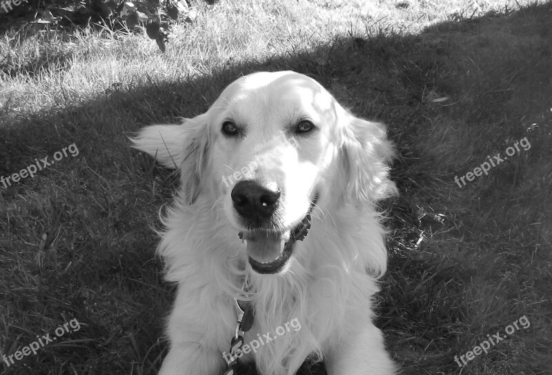 Golden Retriever Dog Male Photo Black White Domestic Animal