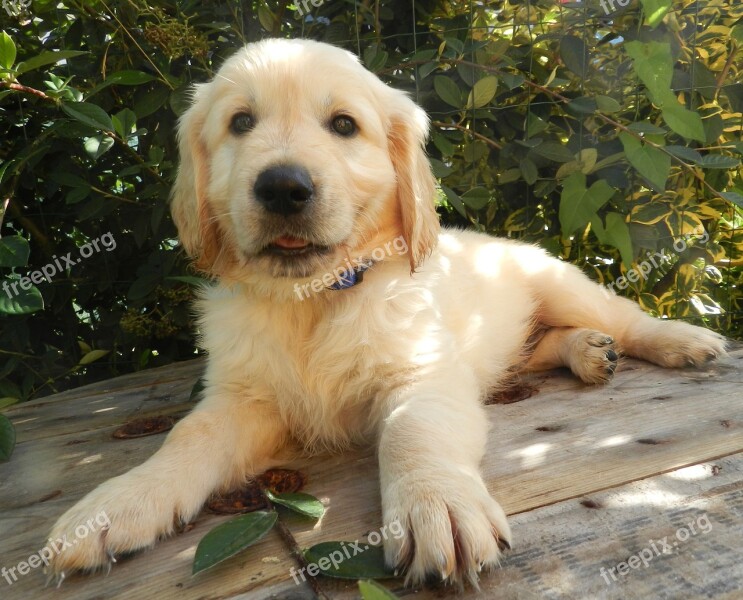 Golden Retriever Pup Puppy Male Photo Black White