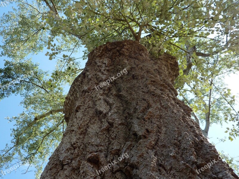 Tree Bark Wood Nature Trunk