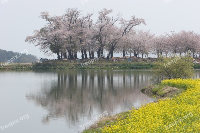 South Sea Cherry Flowers The Grasslands Spring Free Photos