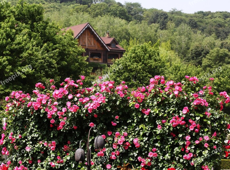 Rose The Woods Of Home Spring Everland Free Photos