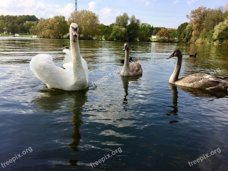 Swan Nature Birds Wild Birds Water Bird