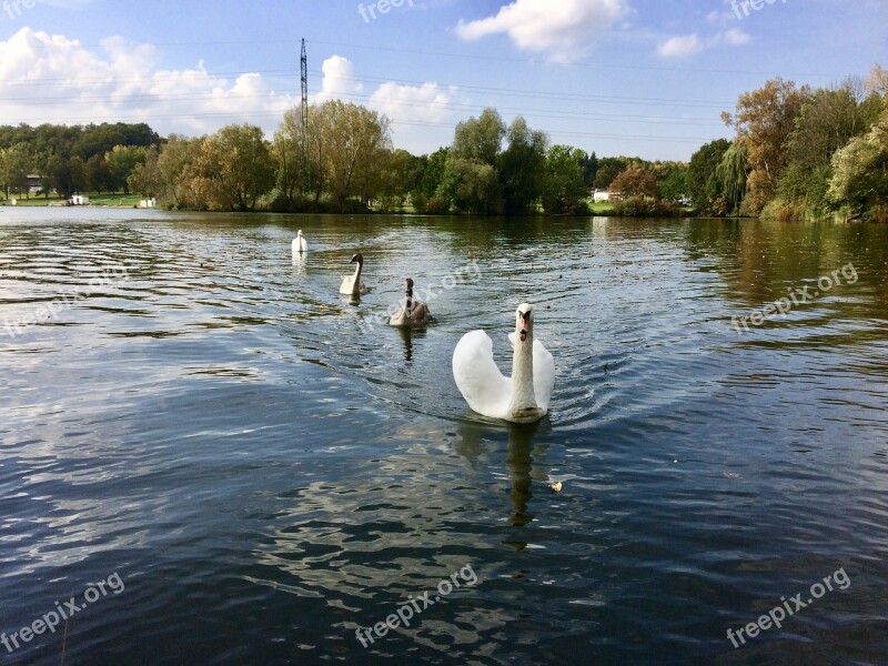 Swan Nature Birds Wild Birds Water Bird