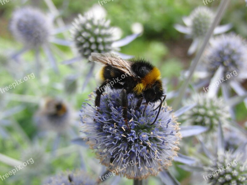 Nature Hummel Blossom Bloom Insect