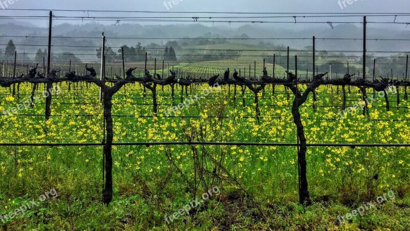 Vines Mustard Overcast Spring Free Photos