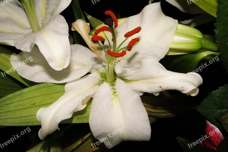 Flower Lys White Garden Bouquet