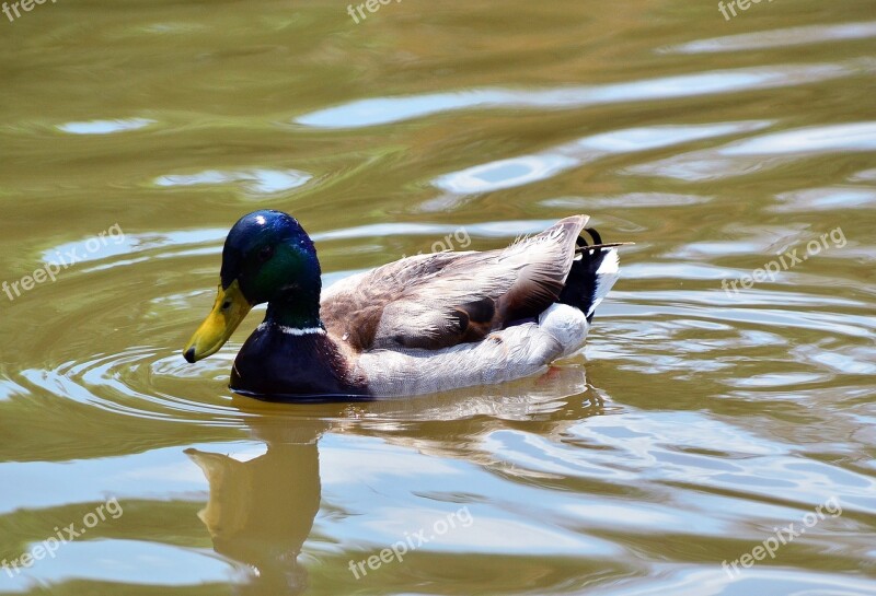 Duck Wildlife Bird Nature Animal