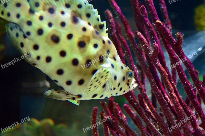 Fish Underwater Water Sea Ocean