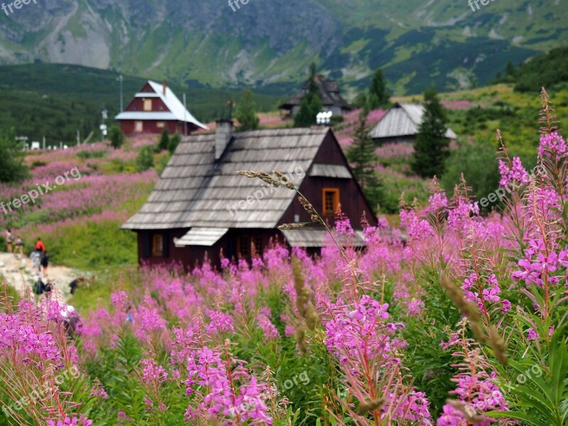 Tatry Hala Gąsienicowa The National Park Nature The High Tatras