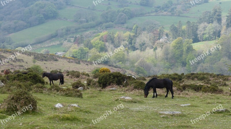 Exmoor Ponies Exmoor Country Free Photos