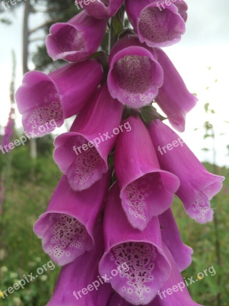 Foxglove Wildflower Irish Digitalis Flower