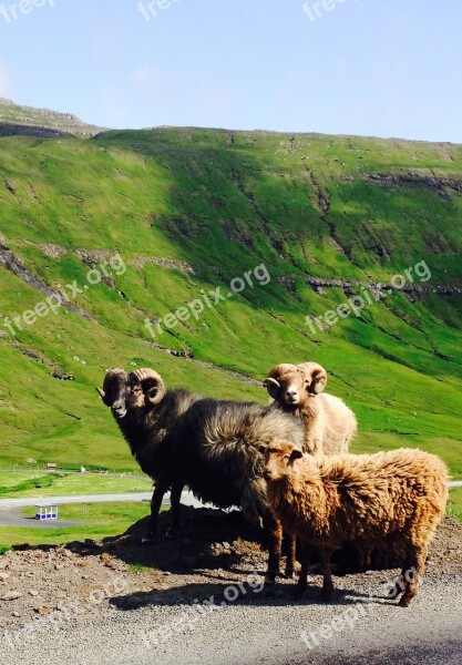 Faroeislands Sheeps Nature Free Photos