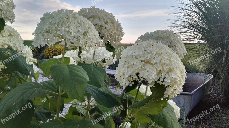 Hydrangea Rispenhortsensie Grass Outlook Zinc Tub