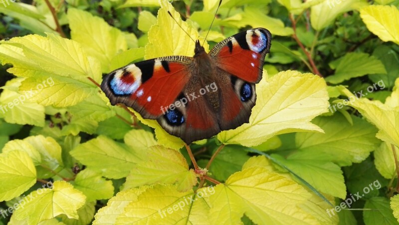 Butterfly Peacock Butterfly Leaves Autumn Green