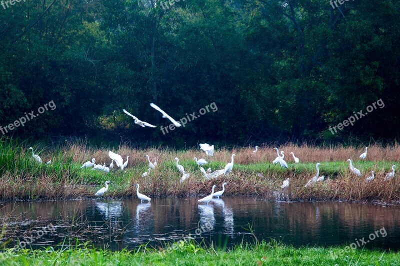 Flocks Of White Storks Puddle Hands Upon Her Waist Phu Yen Free Photos