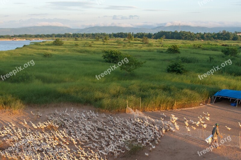 Breeding Ducks River That Phu Yen Free Photos