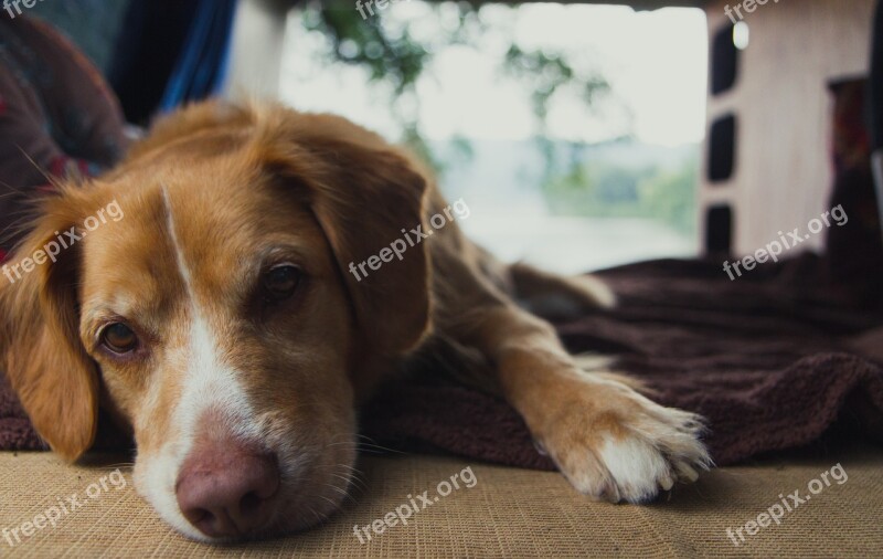 Dog Face Retriever Nova Scotian Retriever Cute