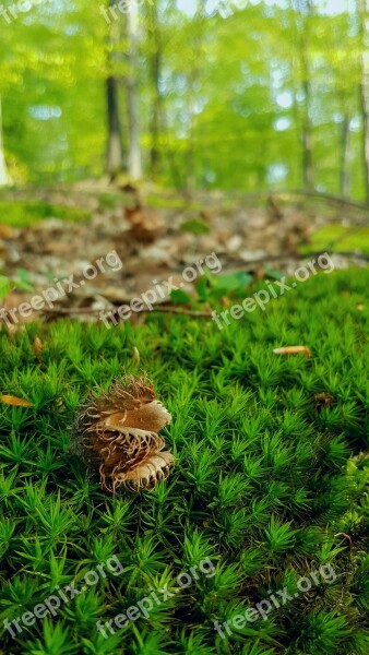 Muscles Nature Forest Chestnuts Green