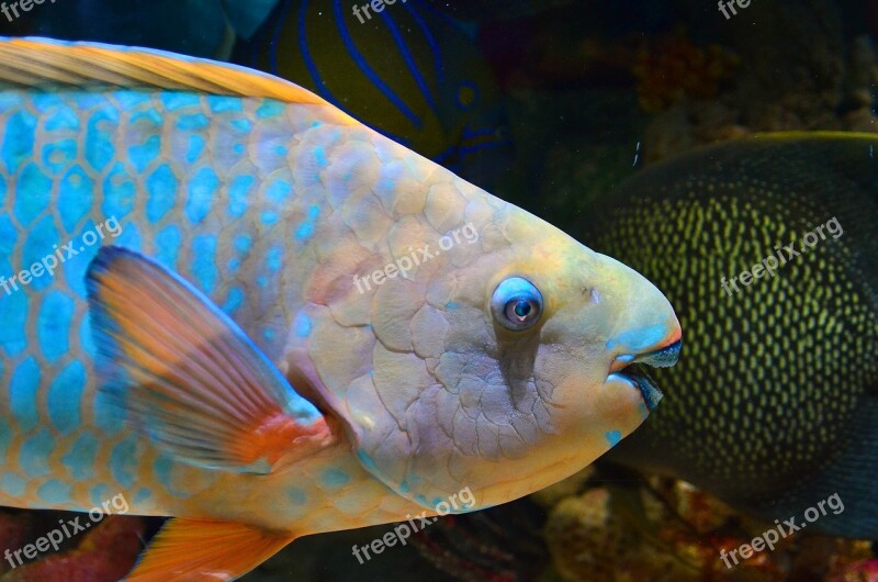 Parrot Fish Fish Underwater Water Sea