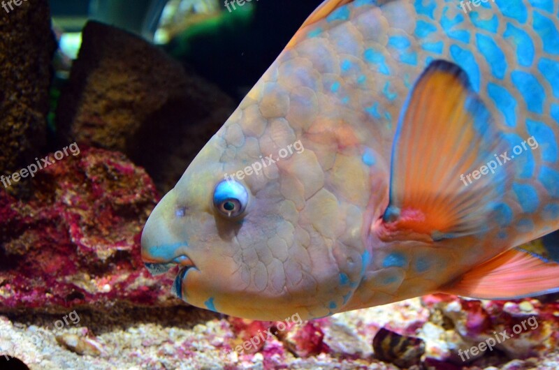 Parrot Fish Fish Aquarium Tropical Underwater