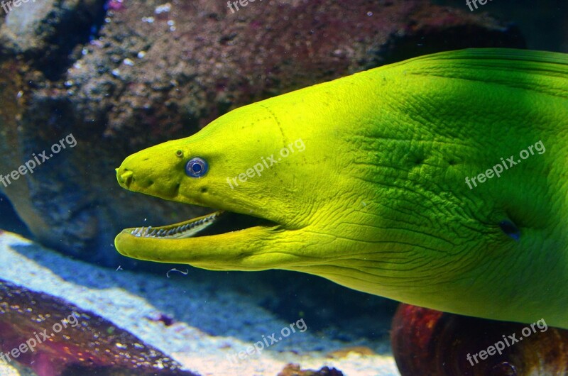 Moray Eel Fish Aquarium Moray Underwater