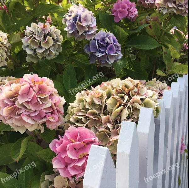 Flowers Picket Fence Hydrangea Have Free Photos