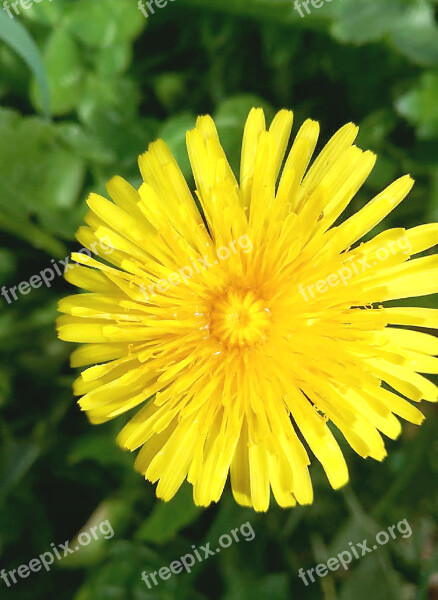 Yellow Flower Dandelion Summer Buttercup