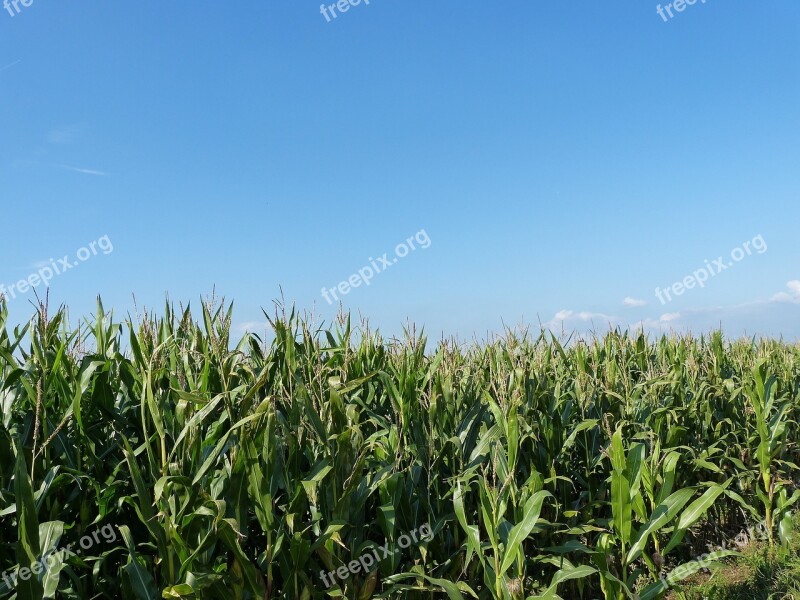 Field Cornfield Nature Agriculture Corn