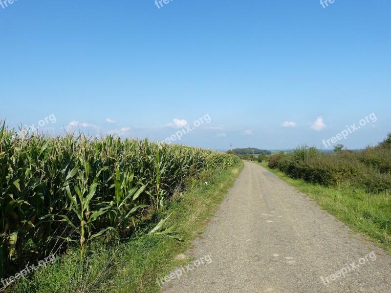 Field Cornfield Nature Agriculture Corn