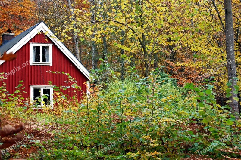 Autumn Sweden Forest Indian Summer Fall Color